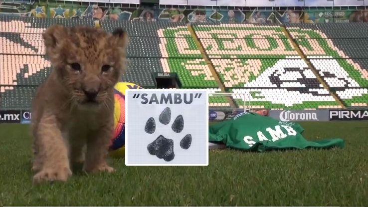 Sambu the lion cub was named after Club Leon midfielder Rubens Sambueza