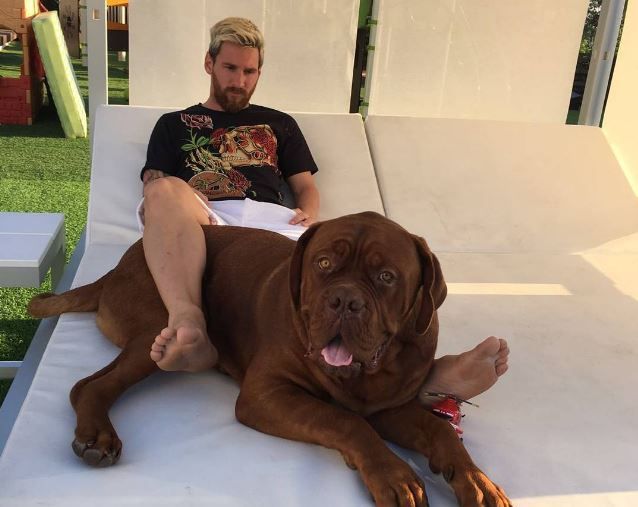 Barcelona and Argentina star Lionel Messi's mastiff dog is enormous