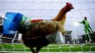Chicken invasion at Blackburn