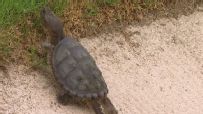 This turtle shows resilience to climb out of the bunker