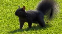 Squirrel prances around field at Comerica Park