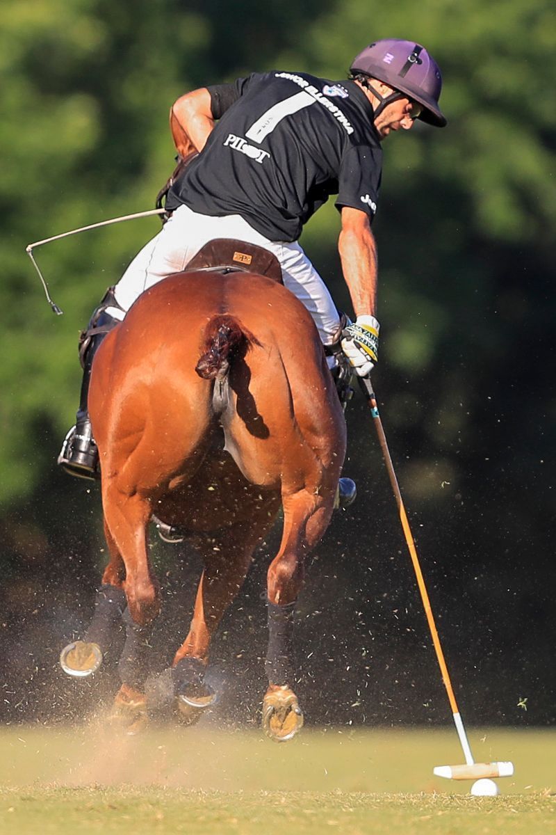 ELLERSTINA 12  11 LA DOLFINA