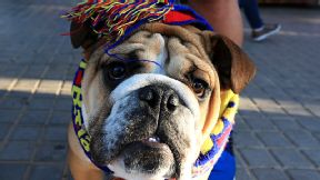 A dog is decked out in Barcelona colours ahead of the game against Bayern Munich