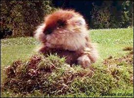 caddyshack gopher