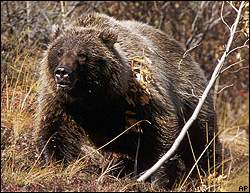 Grizzly bear