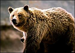 Grizzly bear