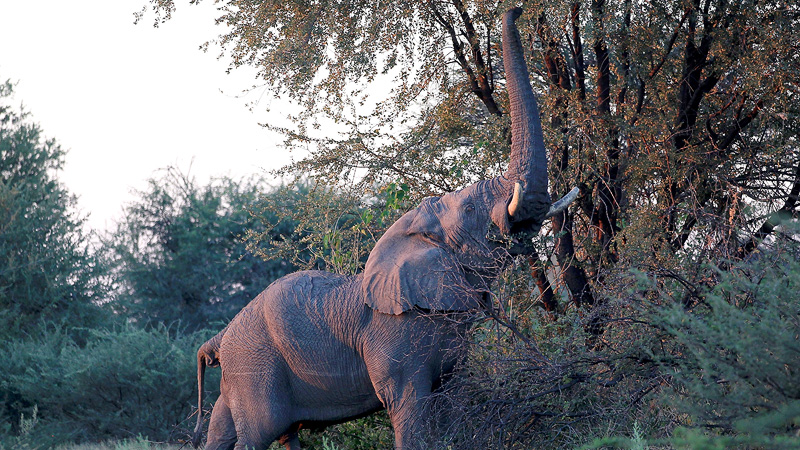 Elephant