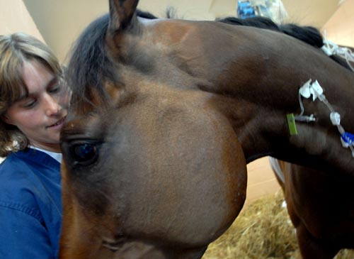 Barbaro