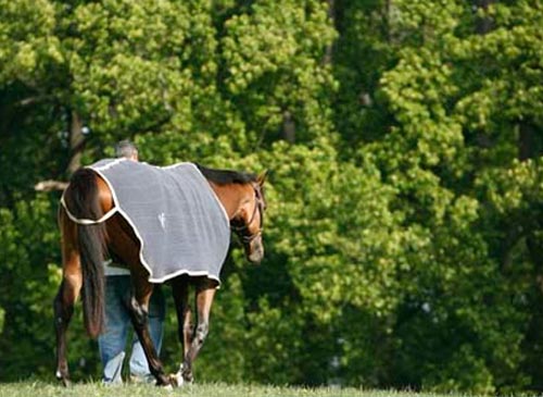 Barbaro