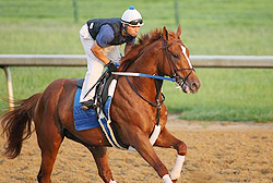 Curlin