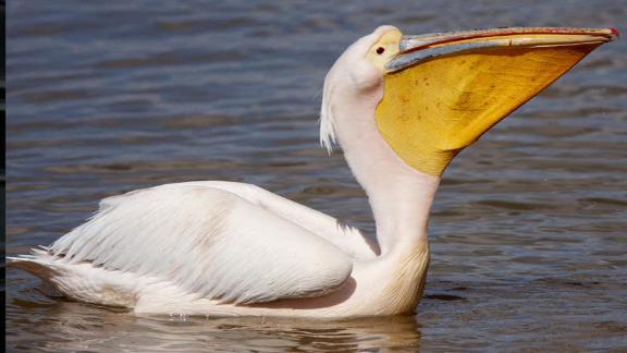 Hornets announce name change to Pelicans