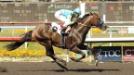 Horse Racing: Paynter's return