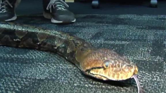 Massive python pays visit to Rays clubhouse