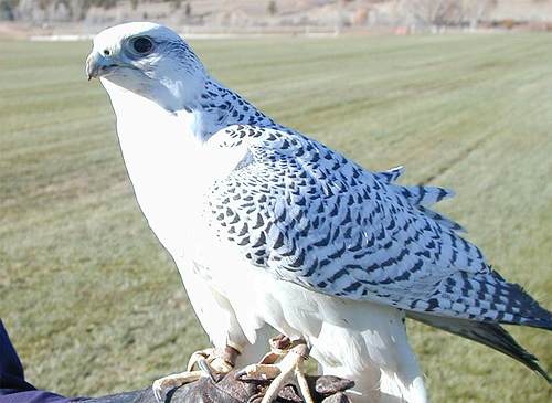 null