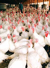 Turkeys