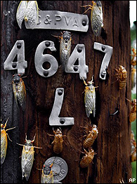 Cicadas everywhere!