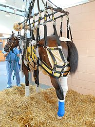 Barbaro