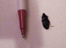Pen and Beetle