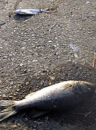 Dead Fish