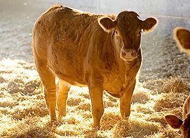 Cow