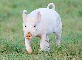 Pig