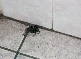 Tarantula