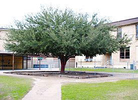Jenna High Tree