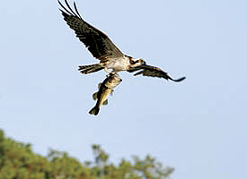 Osprey vs. bucketmouth