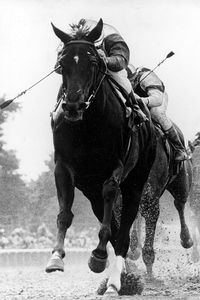Ruffian