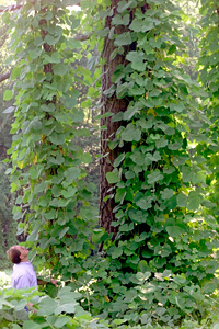 kudzu
