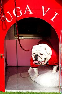 Uga
