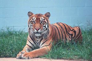 Tom the Tiger