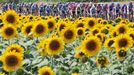 Tour De France