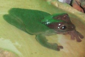 a frog