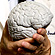 Brain