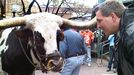 Longhorn