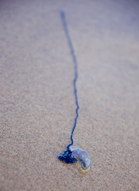 blue bottles australia