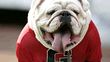 Georgia Bulldogs mascot Uga