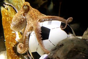 Paul the Octopus