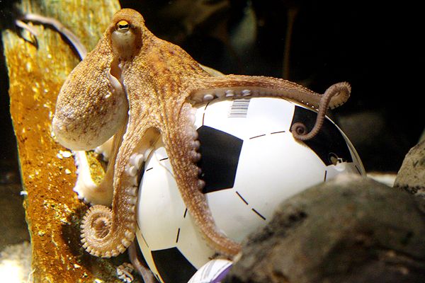Small Octopus For Aquarium For Sale