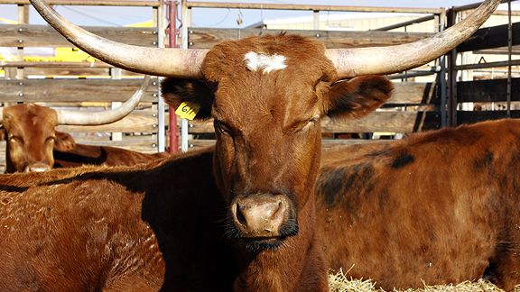 Longhorn Steer