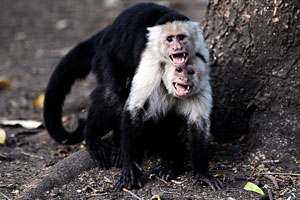 monkey monkeys gossage programs sell texas espn program could