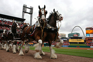 Budweiser Clydesdales