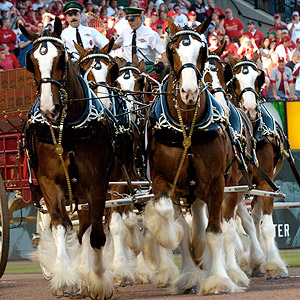 Budweiser Clydesdales