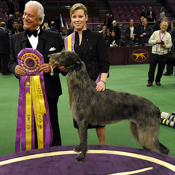 Hickory Deerhound