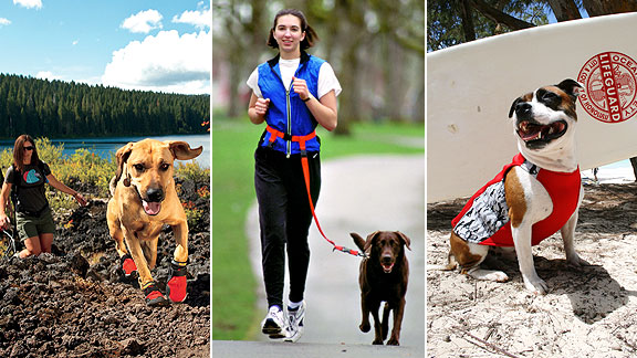 Dog Training Gear