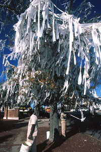 Toomer's Corner
