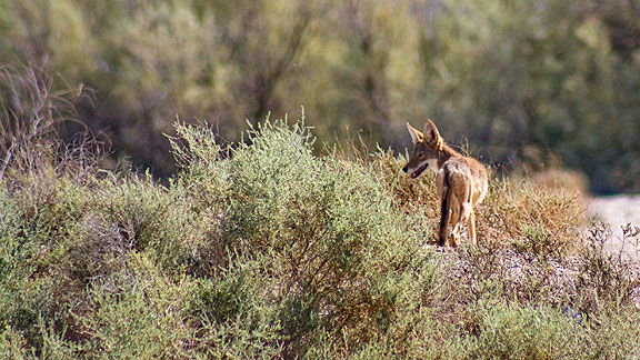 Coyote