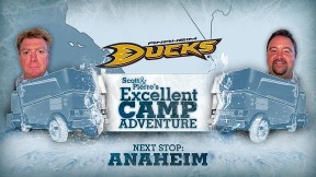 Ducks
