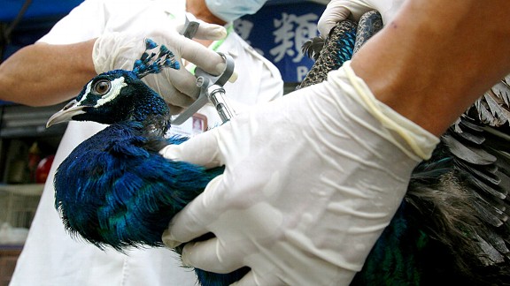Sick Peacock